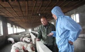 农业农村部：饲喂餐厨剩余物是我国发生非洲猪瘟疫情原因之一