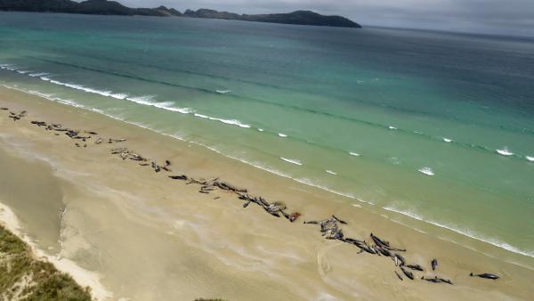145条鲸鱼搁浅新西兰海滩，将被安乐死