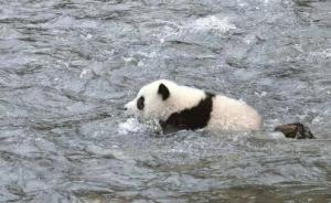 一圈养大熊猫经野化培训将在成都放归，此前放归9只存活7只