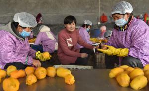 山东农妇成“薯干皇后”：卖薯干13年，成立合作社日产万斤