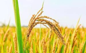中国研究团队评估了转基因水稻“华恢1号”的生态适应性