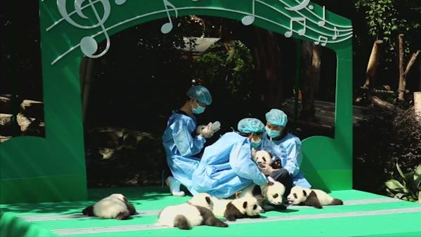 548只！全球圈养大熊猫种群数创新高