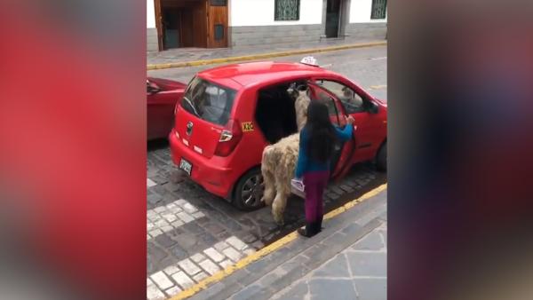 这只秘鲁羊驼会坐出租车，还一本正经
