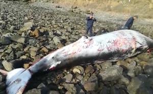 3吨重“大鱼”现鸡鸣岛，发现时已死亡