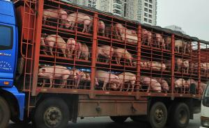 農(nóng)業(yè)農(nóng)村部：生豬運(yùn)輸車輛需備案，督促建立生豬運(yùn)輸臺賬