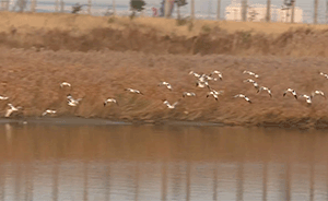 黄河三角洲迎大批候鸟过冬，备万斤粮食