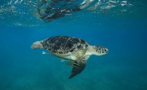 英国研究人员在全球所有品种的海龟体内发现塑料