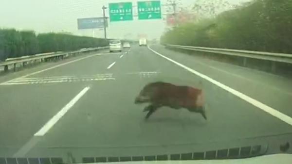 武汉一头野猪窜上高速，撞轿车当场死亡