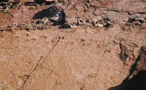 凉山昭觉再次发现大规模恐龙足迹群，已要求矿山停止开采