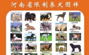 河南拟禁养斑点、萨摩耶、秋田等50种犬只，违者可罚上万元