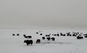 黄河上游地区11月以来降水较常年偏多4.6倍，多地现雪灾