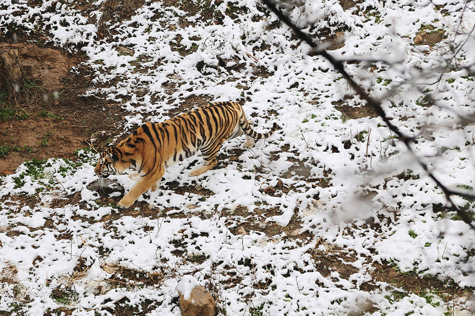02-VCG1111803769002018年12月6日，青岛森林野生动物世界，一只东北虎在雪地里行走。