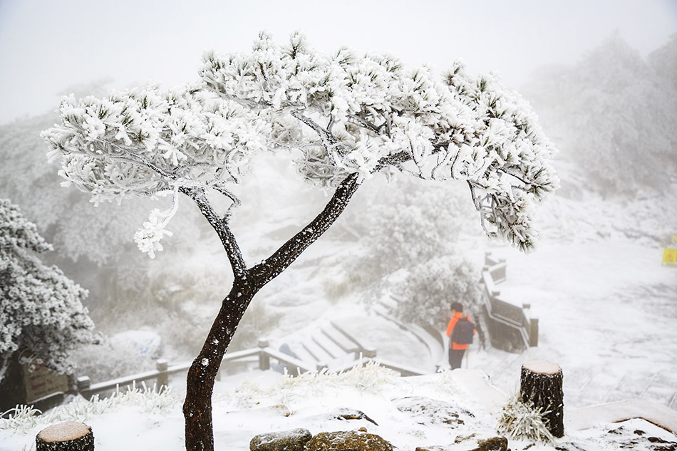 09-VCG1111805196422018年12月7日清晨，安徽黄山风景区，一片片雪花从天空洋洋洒洒而下，一时间山峰和松树上白雪皑皑