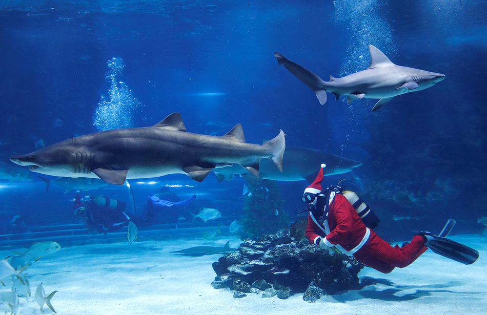 05VCG111180443807当地时间2018年12月6日，匈牙利布达佩斯，当地热带水族馆里，一名潜水员装扮成圣诞老人在鱼缸里游泳。
