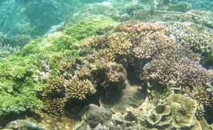 自然保护区遥感报告：三亚珊瑚礁核心区4处旅游设施疑似扩大