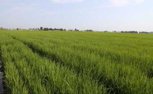 美国科学家通过基因改造让水稻实现无性繁殖