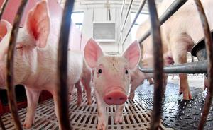 贵州省毕节市赫章县和七星关区非洲猪瘟疫区解除封锁