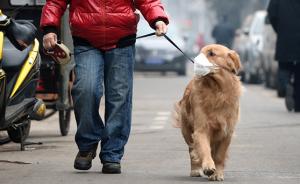 束犬链、抓拍不文明行为、成立自治会……看各地如何文明养犬