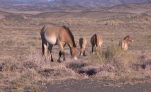 新疆油田全面退出卡山自然保护区侧记：普氏野马“还乡”