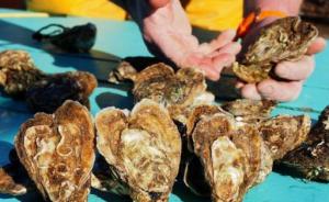 美国男子在曼哈顿餐厅吃牡蛎意外收获4000美元大珍珠 