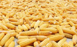 新疆伊犁今年发现上万亩转基因玉米，有涉案人未被起诉