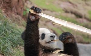 大熊猫“华龙”将返回黄山大熊猫乐园，曾被质疑用于合影营利
