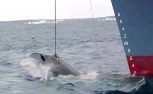 日媒：日本拟退出国际捕鲸委员会，重启商业捕鲸