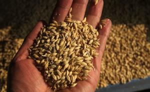 商务部：对原产于澳大利亚的进口大麦进行反补贴立案调查