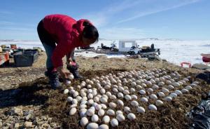 钓不完的鲑鱼，捡不完的鸟蛋，这样的北极你见过吗？