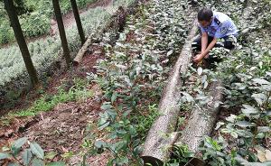 四川一村民砍7株楠树获刑，法院还判令其再种活35棵