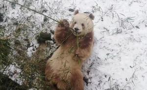 直播录像丨大雪纷飞，直击棕色大熊猫“七仔”如何在秦岭过冬