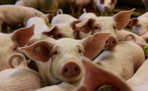 世界动物卫生组织积极评价中国非洲猪瘟防控工作