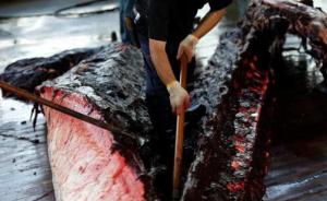 日本“退群”将重启商业捕鲸，血腥《海豚湾》会重演吗？