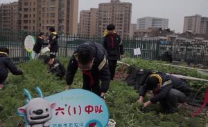 杭州一小学屋顶种起了葡萄，打造空中生态农场