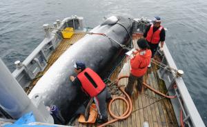 日本重启商业捕鲸的目标种类确认，包括小须鲸等三种