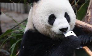 饲养员菜刀忘带走，大熊猫玩刀吓坏游客