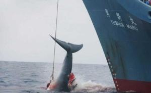 捕鲸与反捕鲸斗争史：从海洋扩大到国际舆论场