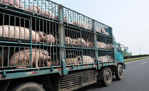 农业农村部：非洲猪瘟疫区所在省暂停生猪调出本省