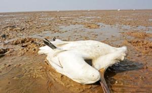 江西鄱阳湖水域16只白琵鹭死亡，森警悬赏3万元征集线索