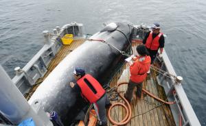日本为什么要退出国际管制捕鲸公约