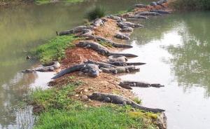 安徽扬子鳄保护区被侵占事件相关责任单位负责领导干部被约谈