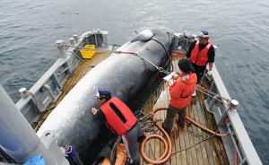 重开商业捕鲸：有美国吸引“火力”，日本政客借机回馈故乡