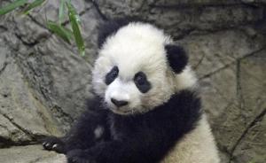 美国政府关门连累动物园：熊猫直播被掐，媒体和粉丝连呼失望
