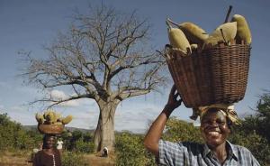 马达加斯加的“生命树”：曾帮人类熬过饥荒，如今却濒临灭绝