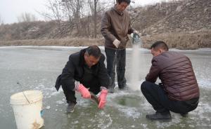 气温下降黄河汊子冰厚20厘米，有人凿冰下网捕鱼一天捕百斤