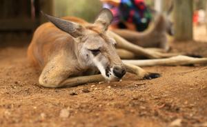 直播录像丨热浪席卷澳大利亚，看当地动物们如何花式避暑