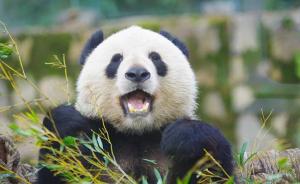 在沪生活了近三年，上海动物园大熊猫“星二”下周要回成都了