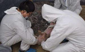 农业农村部：江苏省泗阳县发生非洲猪瘟疫情，死亡1369头