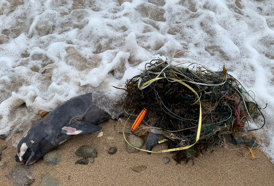 04-2019年1月13日，中国香港，香港一沙滩上发现一具海豚尸体，尾巴上缠绕废弃电线、渔具等，身上伤痕累累，触目惊心。