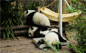 当大熊猫饲养员是种什么体验？控制不住向“萌势力”低头